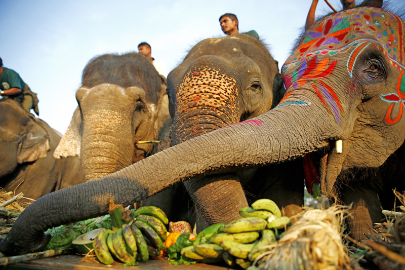 Слоны в Читване
