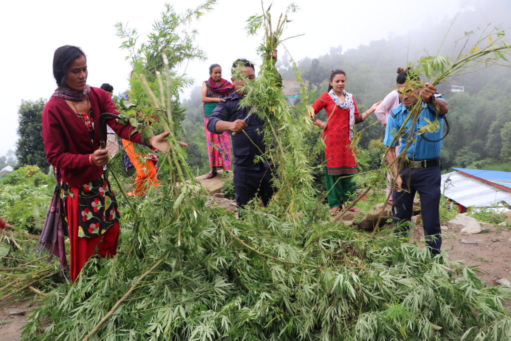 Непал марихуана наркотика крупных и особо крупных размеров